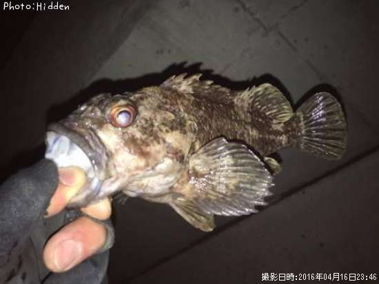 ��饽��
