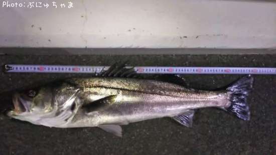 �����Х�