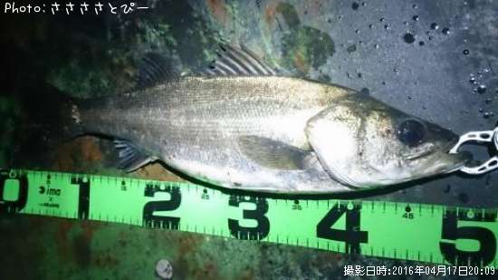 �����Х�����Х�