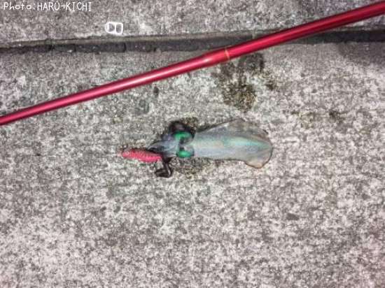 �����ꥤ��