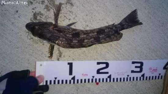 �����ʥ�