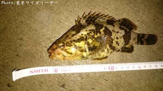 �����Υ���Х�