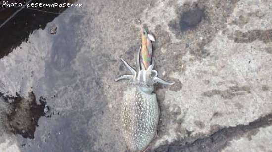 ����䥱����