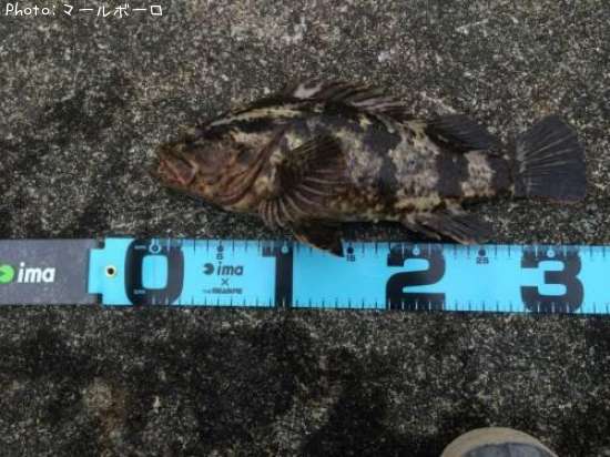 �٥å�������