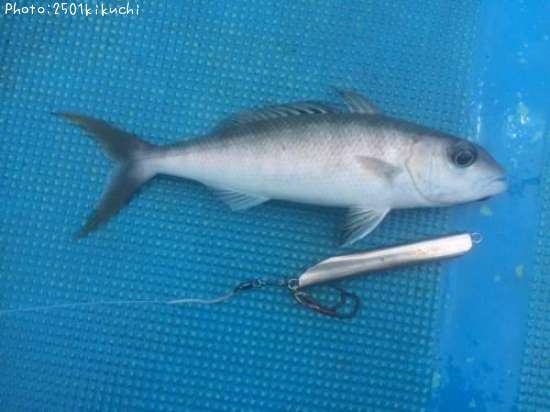 �������ӥ�