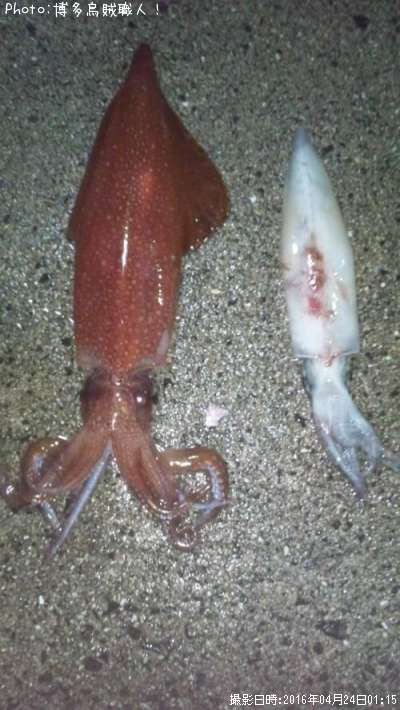 ���󥵥�����