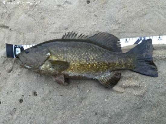 �֥�å��Х�