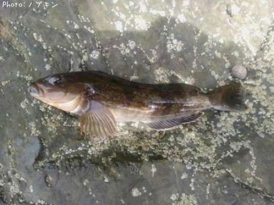 �����ʥ�