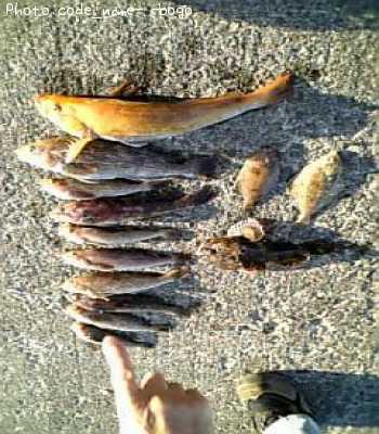 �����ʥ�