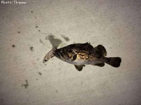 ���ӥ���