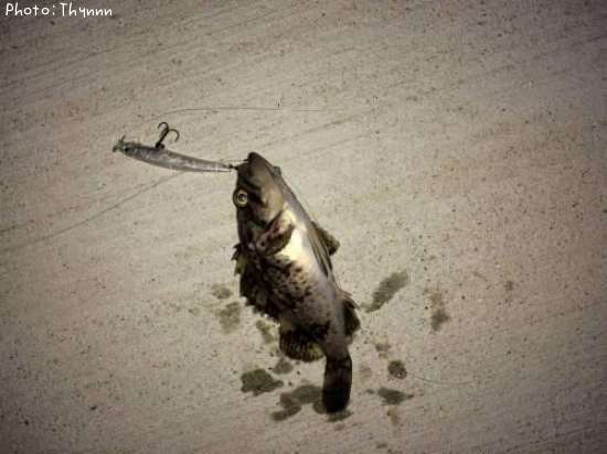 ���ӥ���