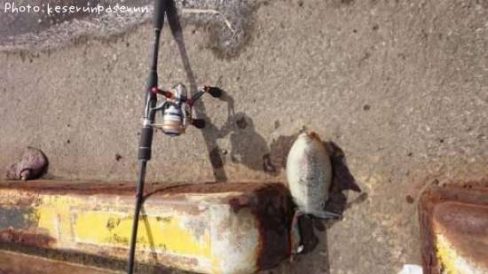 ����䥱����