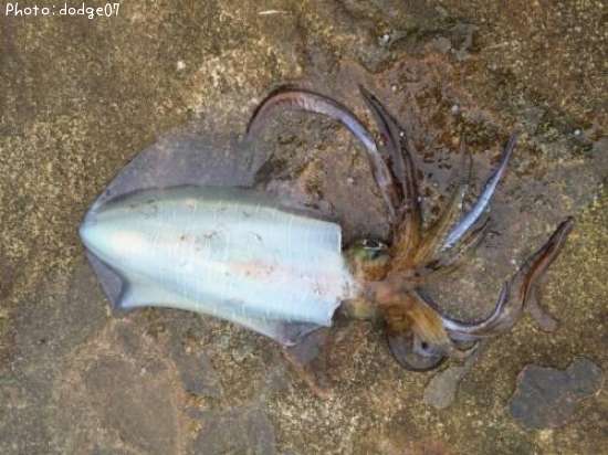 �����ꥤ��