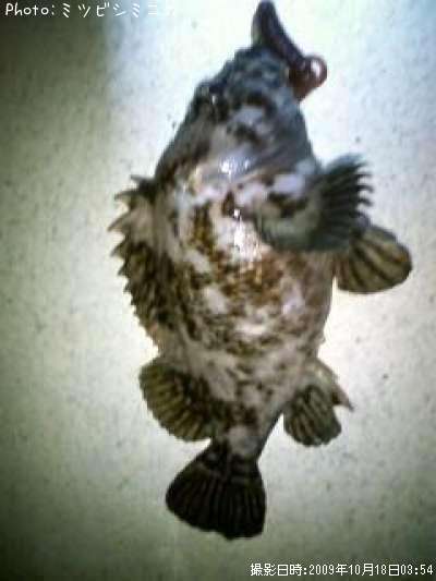 �����Υ���Х�