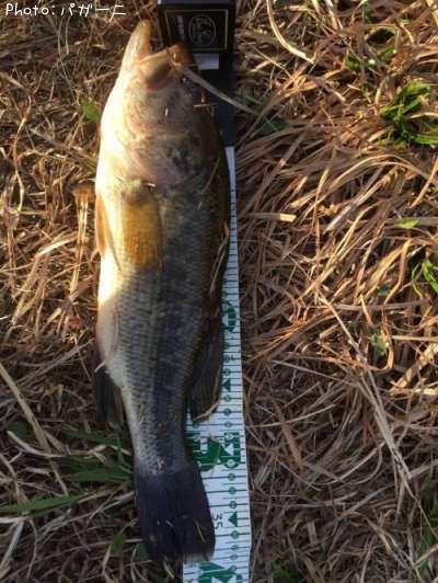 �֥�å��Х�