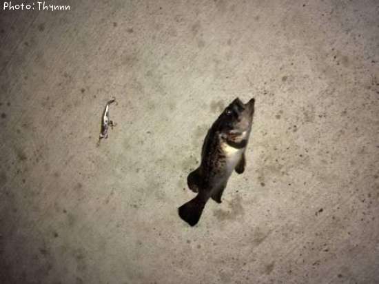 ���ӥ����ܥ���ƨ��