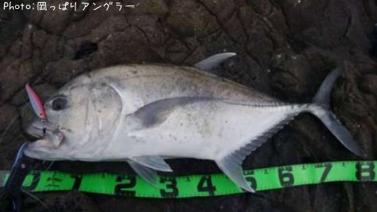 �����˥󥢥�