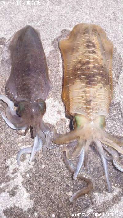 �����ꥤ��