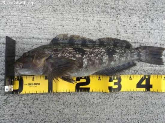 �����ʥ�