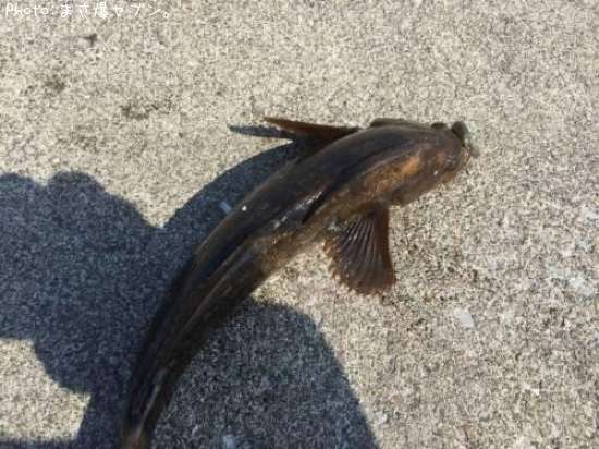 �����ʥ�