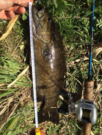 ���⡼��ޥ����Х�