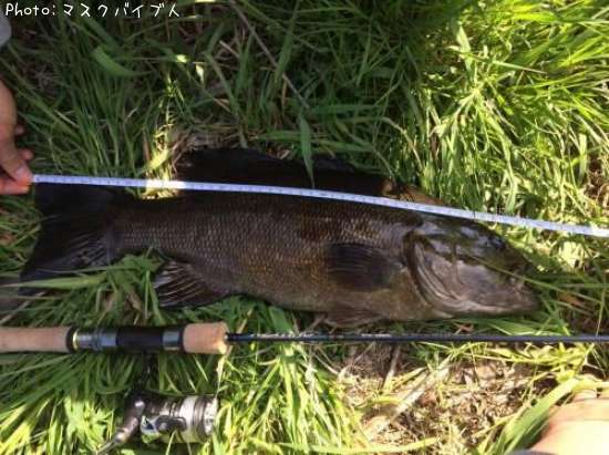 ���⡼��ޥ����Х�