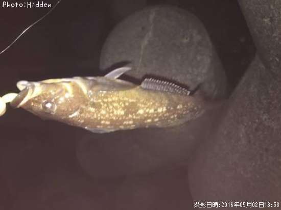 �����ʥ�