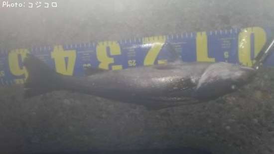 �����Х�