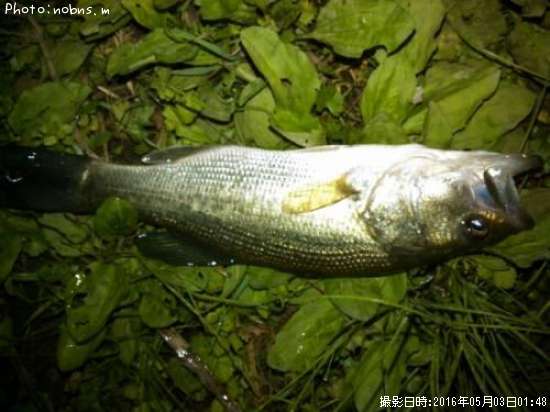 �֥�å��Х�