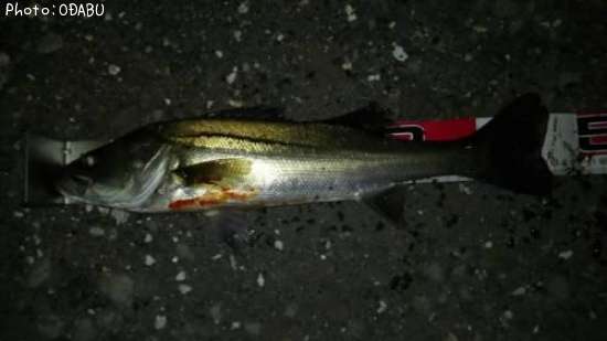 �����Х�