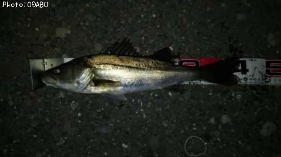 �����Х�