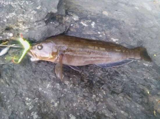 �����ʥ�