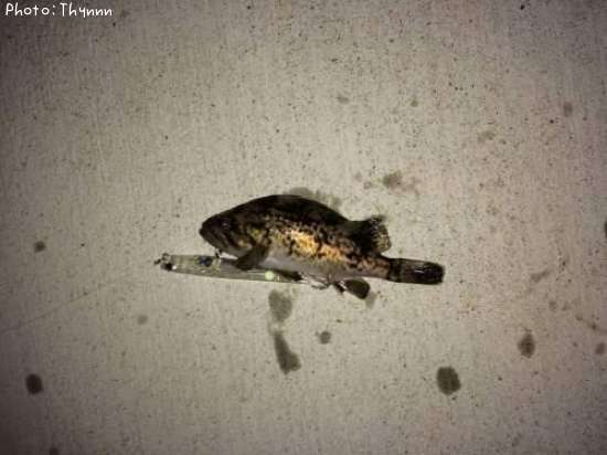 ���ӥ����ܥ���ƨ��