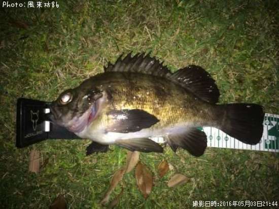 ��Х������