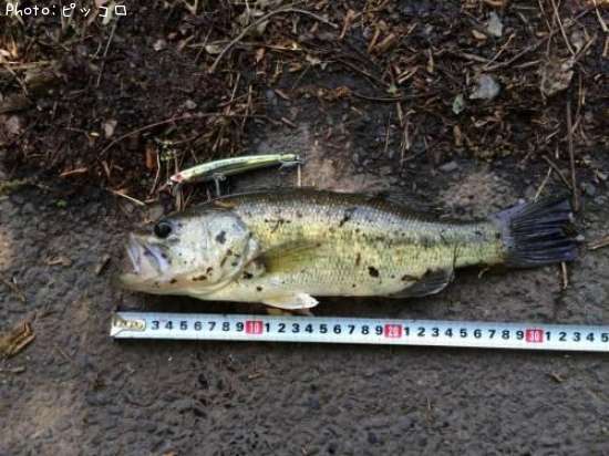 �֥�å��Х�