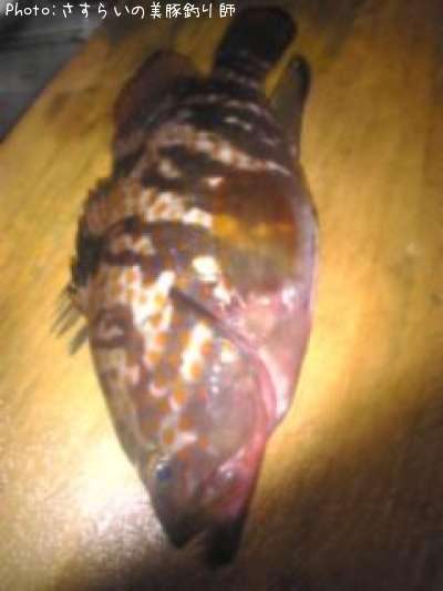 �����ϥ�