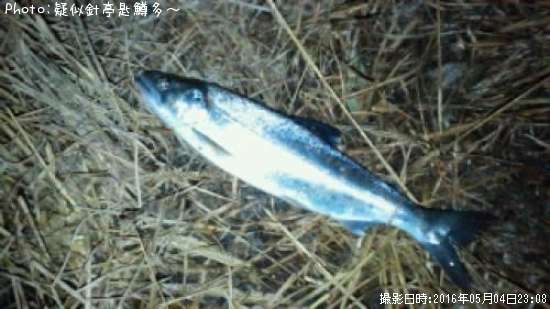 ���ĥ��ޥ�