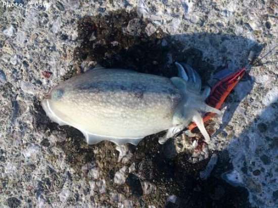 ����䥱����