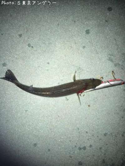 �����Х�