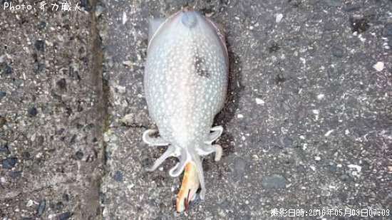 ����䥱����