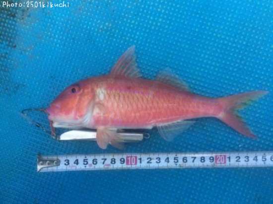 ���������ҥ᥸