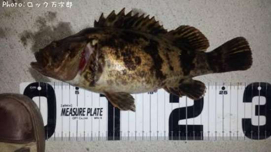 �٥å�������