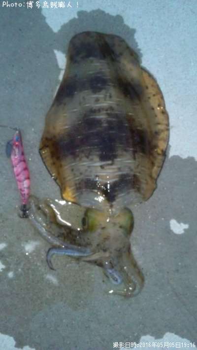 �����ꥤ��