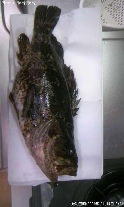 �٥å�������