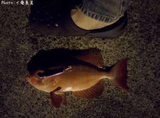 �ۥ���������ȥ�