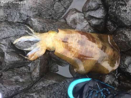 �����ꥤ��