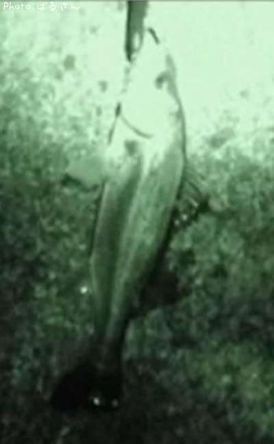 �����Х�