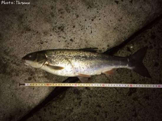 �ܥ���ᡢ���������Ǥ���