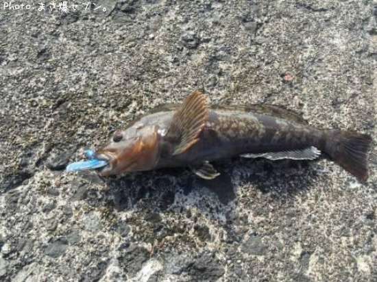 �����ʥ�