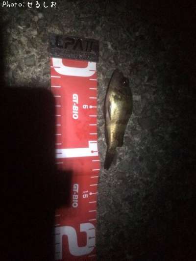 ������Х����